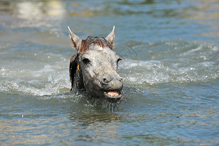 水中的鹅毛自由跑步灰色荒野飞溅游泳野外动物动物图片