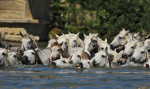 Camargue马群游泳荒野动物白色跑步自由母马飞溅野外动物图片