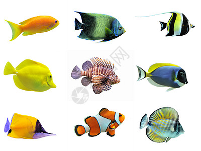 鱼群种类色彩神仙鱼鱼缸宏观热带鱼动物斑马线族馆两栖白色图片