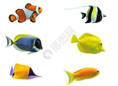 热带热带鱼类鱼缸黄色橙子色彩蓝色动物水族馆斑马线白色两栖图片