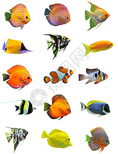 鱼类团体两栖水族馆色彩动物鱼缸翼龙蓝色橙子宏观图片
