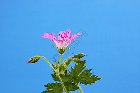 天竺葵花园树叶花瓣植物粉色图片