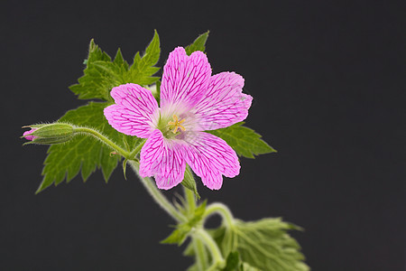 天竺葵花园树叶植物粉色花瓣图片