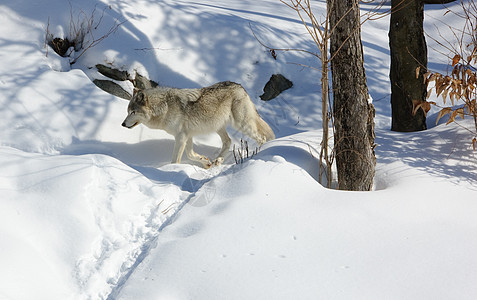 北极野狼捕食者哺乳动物毛皮野生动物犬类荒野图片