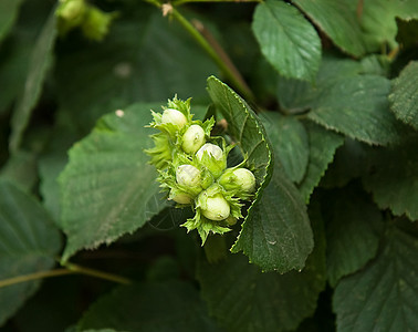 Hazel 坚果县城树篱食物老鼠榛子季节松鼠树叶收成背景图片