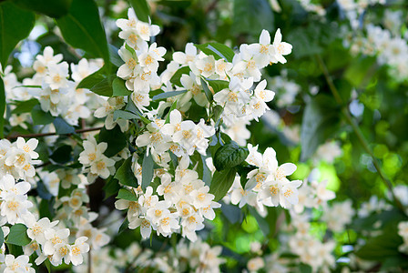 茉莉花公园天空白色花园植物背景图片