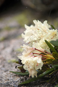 光度花园衬套叶子公园红色植物学植物粉色季节植物群图片