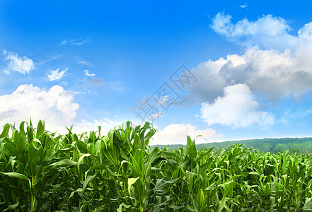 青春的玉米田 在蓝色天空中生长场地牧歌农村粮食收成培育阳光植物农场天堂图片