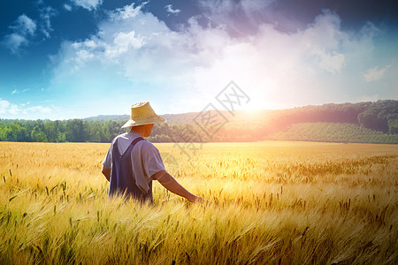 农民在小麦田中行走男人蓝色收成草原天空农村场地小麦农场粮食图片