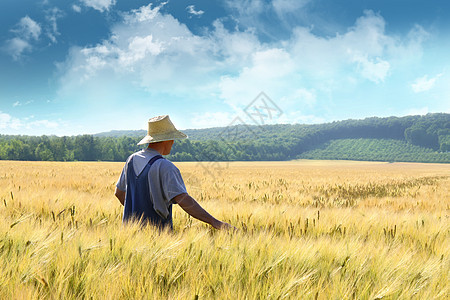 农民在小麦田中行走农田牛仔裤劳动者地面国家麦田土地帽子农场植物图片