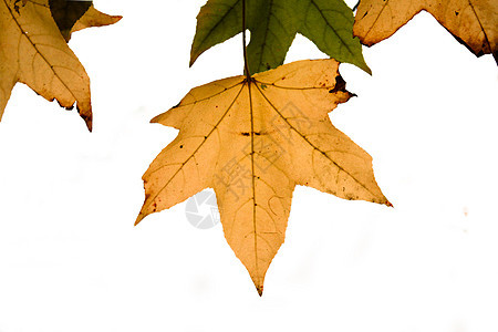 秋余假植物红色叶子树木环境植物群橙子白色树叶晴天图片