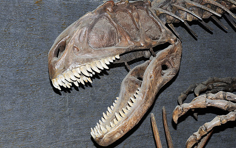 恐龙的头骨图片