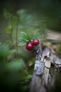 林贡莓草丛绿色树木枝条流苏森林叶子颜色红色酸味背景图片