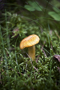 钱塔雷苔藓食物森林食用菌雨后春笋对象黄色健康饮食生长树木图片