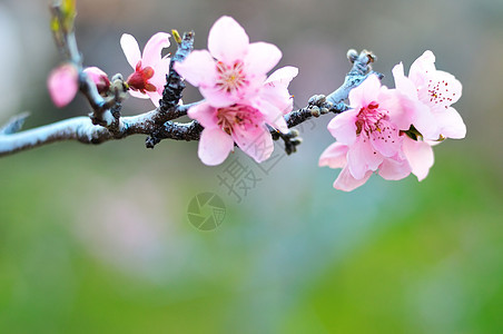 新的春季背景太阳公园蔬菜果园宏观花园植物学叶子花粉园艺图片