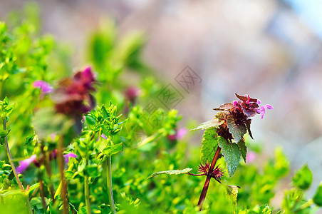 泉草原背景图片