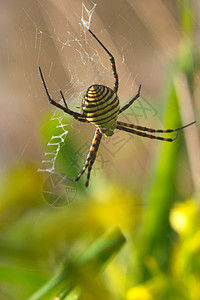 蜘蛛动物臭虫蛛形漏洞野生动物捕食者昆虫眼睛危险蜘蛛网图片
