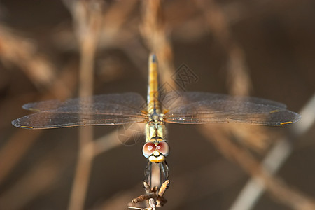 苍蝇共和性飞跃昆虫脊椎动物眼睛野生动物宏观翅膀飞行荒野蜻蜓翅目图片