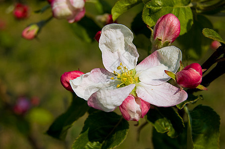 苹果树开花花瓣季节粉色植物群白色蓝色晴天绿色图片