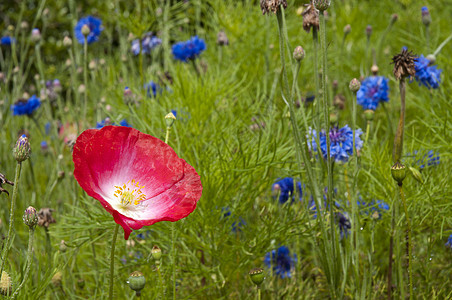 鲜花植物群红色季节绿色蓝色植物图片