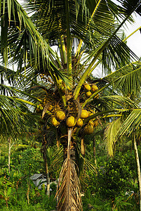 巴厘的椰子棕榈图片