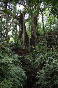 巴厘热带森林图片