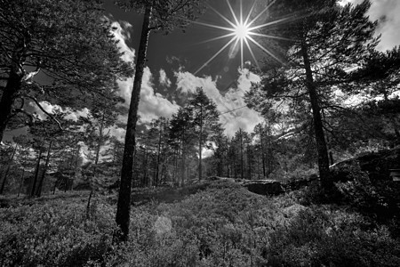 挪威林木松树森林树木林地树干阴影太阳植物荒野树叶图片