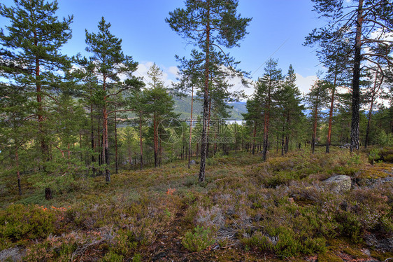 挪威林木植物树木森林荒野美丽树干石头岩石辐射阴影图片