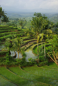 巴厘岛年轻水浇稻田景观棕榈旅行培育植被绿色灌溉小屋场地栽培农业图片