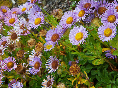 紫罗兰花瓣花图片
