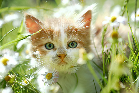 绿草小猫可爱的小猫图片