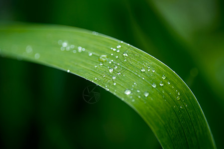 绿色喷洒草根烟雾雨滴图片