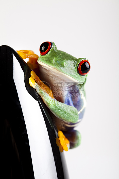 红眼青蛙红眼睛倚靠野生动物雨蛙眼睛蓝色身子叶蛙宠物树蛙图片