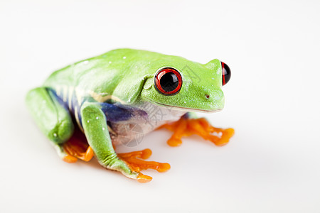 绿青蛙大眼睛眼睛红色绿色动物群两栖宠物野生动物宏观雨蛙图片