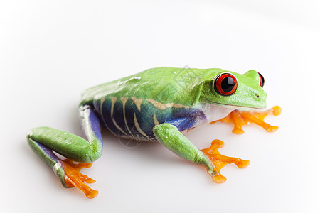 小型动物红眼睛青蛙身子绿色红眼眼睛宏观大眼睛倚靠动物群蓝色雨蛙图片
