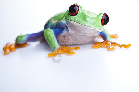 疯狂青蛙身子树蛙宠物雨蛙眼睛红眼睛大眼睛蓝色绿色红眼背景图片