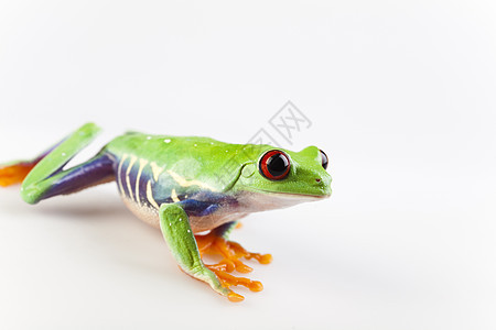 疯狂青蛙宏观动物蓝色倚靠叶蛙眼睛红眼睛两栖动物群身子图片