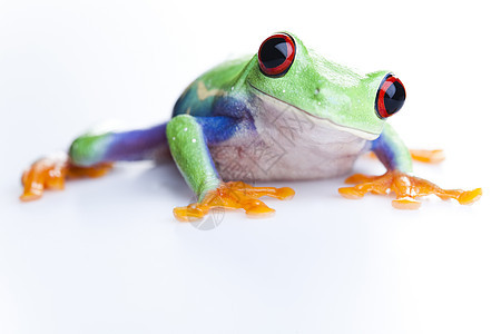 绿青蛙红眼倚靠动物蓝色动物群宏观红眼睛身子野生动物大眼睛图片