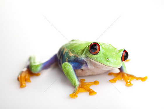 疯狂青蛙大眼睛树蛙野生动物身子蓝色宏观绿色宠物红眼叶蛙图片