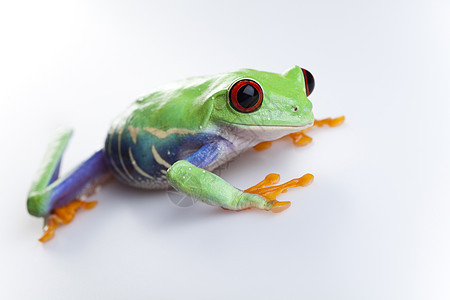 青蛙蓝色雨蛙大眼睛身子倚靠红色红眼绿色树蛙动物群图片