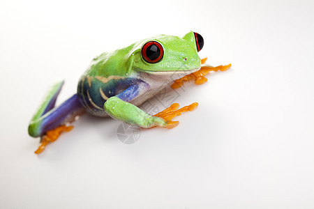 绿青蛙动物红色雨蛙叶蛙动物群蓝色身子野生动物宠物大眼睛图片