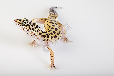 蜥蜴眼睛蜥蜴人爬虫生态生物白色野生动物宠物爬行动物颜料图片
