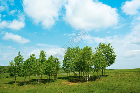 春树乡村天空环境绿色场景草地风景国家植物农村图片