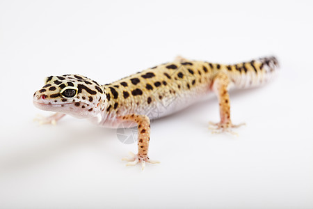 Gecko 爬动宏观壁虎尾巴爬虫濒危生态绿色白色颜料野生动物图片