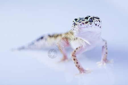 白色背景的壁画生物颜料爬行动物宠物叶子荒野野生动物脊椎动物蜥蜴人蜥蜴图片