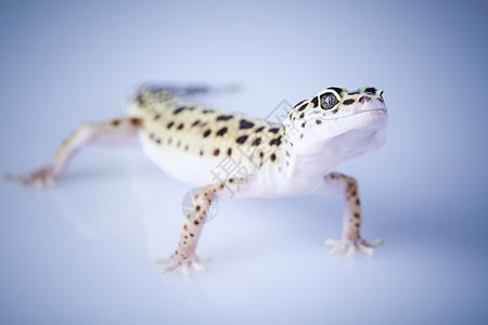 Gecko 壁岩颜料白色爬虫叶子绿色爬行动物濒危壁虎蜥蜴野生动物图片