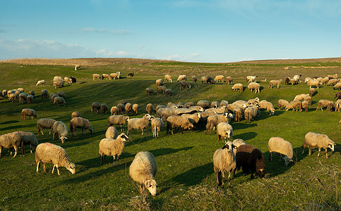日落时羊群农场地平线农村场景羊肉村庄田园哺乳动物草地风景图片