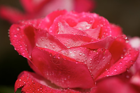 玫瑰花花红色宏观图片