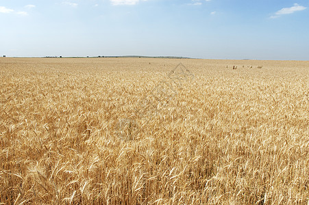 小麦田季节面包地平线耳朵谷物远景场地农场蓝色稻草图片