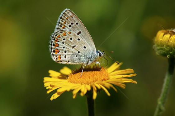 黄花上的蝴蝶宏观黄色生活昆虫图片